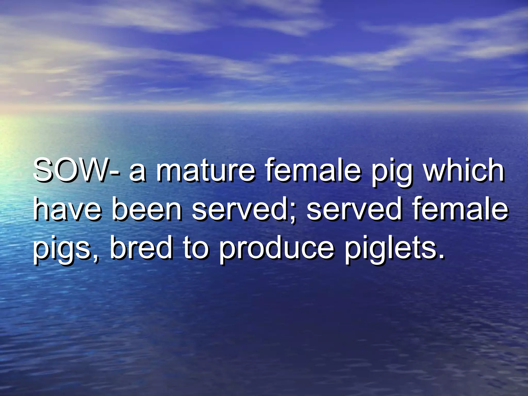SOW- a mature female pig whichSOW- a mature female pig which
have been served; served femalehave been served; served female
pigs, bred to produce piglets.pigs, bred to produce piglets.
 