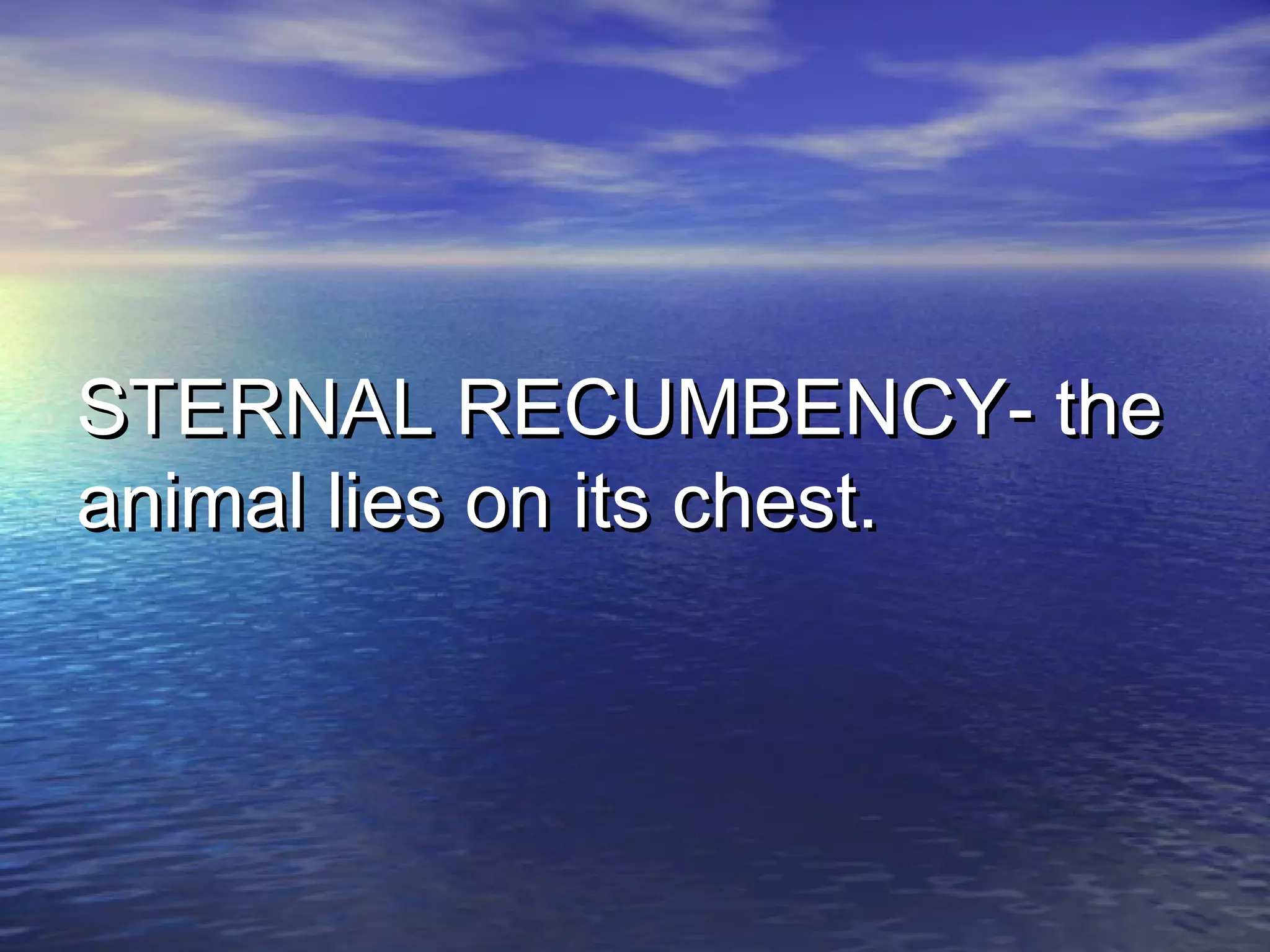 STERNAL RECUMBENCY- theSTERNAL RECUMBENCY- the
animal lies on its chest.animal lies on its chest.
 