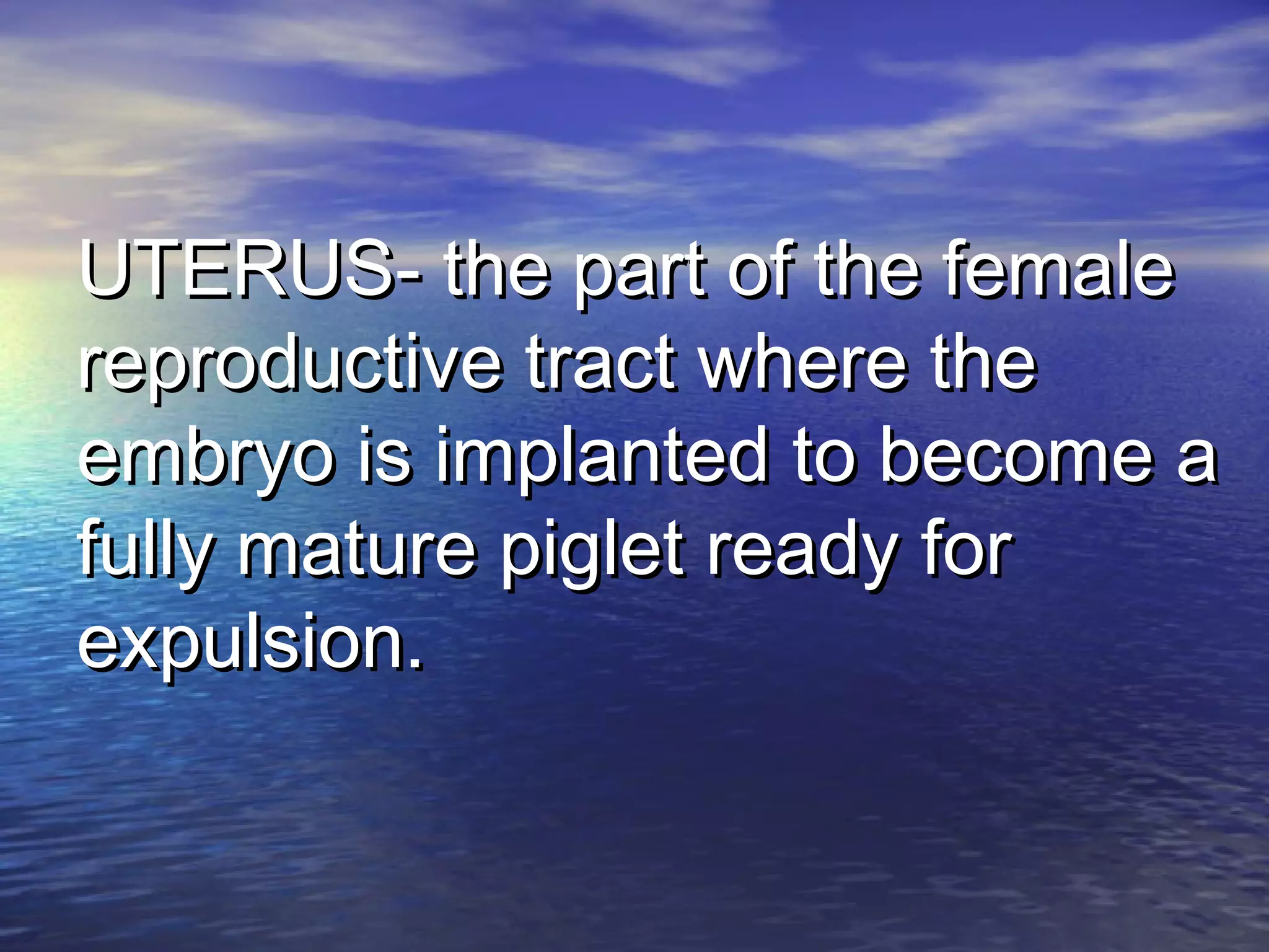 UTERUS- the part of the femaleUTERUS- the part of the female
reproductive tract where thereproductive tract where the
embryo is implanted to become aembryo is implanted to become a
fully mature piglet ready forfully mature piglet ready for
expulsion.expulsion.
 