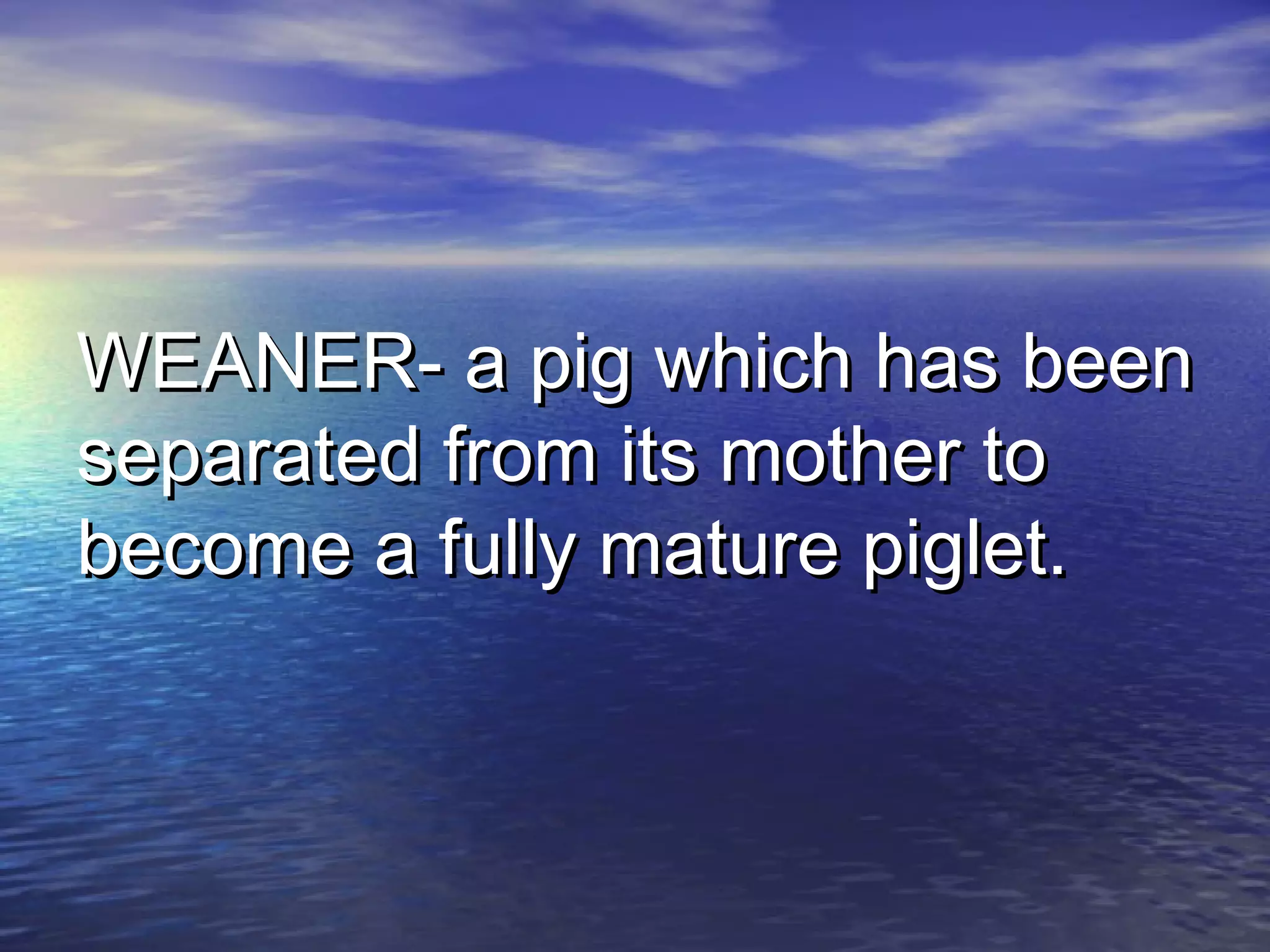 WEANER- a pig which has beenWEANER- a pig which has been
separated from its mother toseparated from its mother to
become a fully mature piglet.become a fully mature piglet.
 