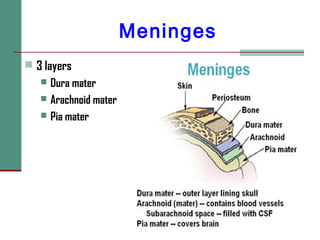 Meninges
 3 layers
 Dura mater
 Arachnoid mater
 Pia mater
 