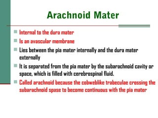 Arachnoid Mater
 Internal to the dura mater
 Is an avascular membrane
 Lies between the pia mater internally and the dura mater
externally
 It is separated from the pia mater by the subarachnoid cavity or
space, which is filled with cerebrospinal fluid.
 Called arachnoid because the cobweblike trabeculae crossing the
subarachnoid spase to become continuous with the pia mater
 