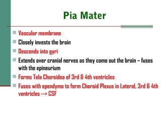 Pia Mater
 Vascular membrane
 Closely invests the brain
 Descends into gyri
 Extends over cranial nerves as they come out the brain – fuses
with the epineurium
 Forms Tela Choroidea of 3rd & 4th ventricles
 Fuses with ependyma to form Choroid Plexus in Lateral, 3rd & 4th
ventricles --> CSF
 