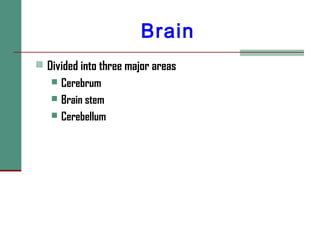 Brain
 Divided into three major areas
 Cerebrum
 Brain stem
 Cerebellum
 