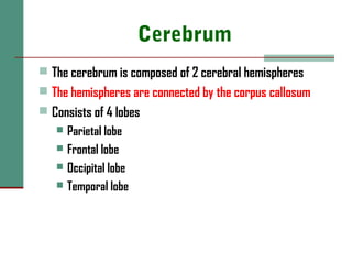 Cerebrum
 The cerebrum is composed of 2 cerebral hemispheres
 The hemispheres are connected by the corpus callosum
 Consists of 4 lobes
 Parietal lobe
 Frontal lobe
 Occipital lobe
 Temporal lobe
 