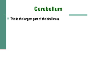 Cerebellum
 This is the largest part of the hind brain
 