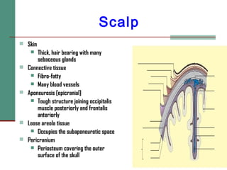 Scalp
 Skin
 Thick, hair bearing with many
sebaceous glands
 Connective tissue
 Fibro-fatty
 Many blood vessels
 Aponeurosis [epicranial]
 Tough structure joining occipitalis
muscle posteriorly and frontalis
anteriorly
 Loose areola tissue
 Occupies the subaponeurotic space
 Pericranium
 Periosteum covering the outer
surface of the skull
 