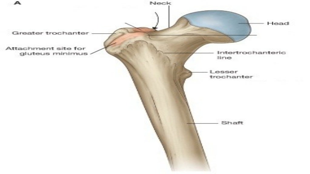 01. hip anatomy