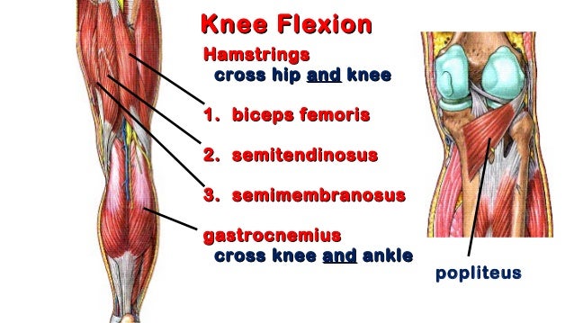 01. knee anatomy