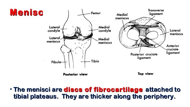 01. knee anatomy