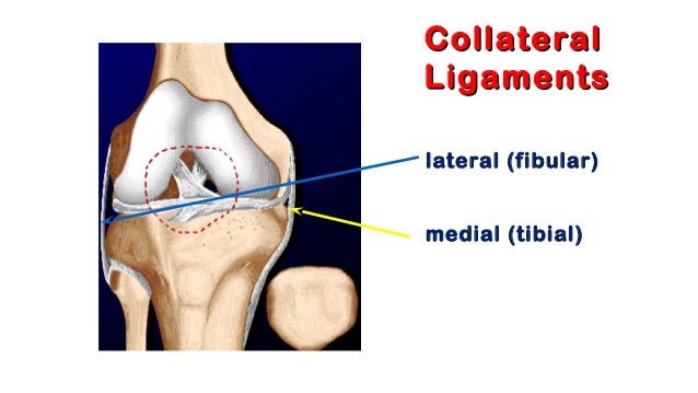 01. knee anatomy