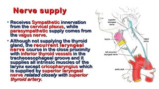 Nerve supplyNerve supply
• ReceivesReceives SympatheticSympathetic innervationinnervation
from thefrom the cervical plexuscervical plexus, while, while
parasympatheticparasympathetic supply comes fromsupply comes from
thethe vagus nervevagus nerve..
• Although not supplying the thyroidAlthough not supplying the thyroid
gland, thegland, the recurrent laryngealrecurrent laryngeal
nervenerve course in the close proximitycourse in the close proximity
withwith inferior thyroid vesselsinferior thyroid vessels in thein the
tracheoesophageal groove and ittracheoesophageal groove and it
supplies all intrinsic muscles of thesupplies all intrinsic muscles of the
larynx exceptlarynx except cricopharyngiuscricopharyngius whichwhich
is supplied byis supplied by superior laryngealsuperior laryngeal
nervenerve related closely withrelated closely with superiorsuperior
thyroid arterythyroid artery..
 