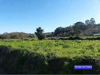Hortas de Feáns
 
