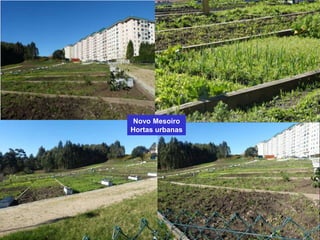 Novo Mesoiro
Hortas urbanas
 