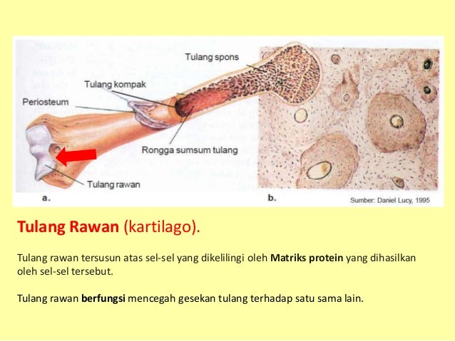 Sistem gerak pada manusia
