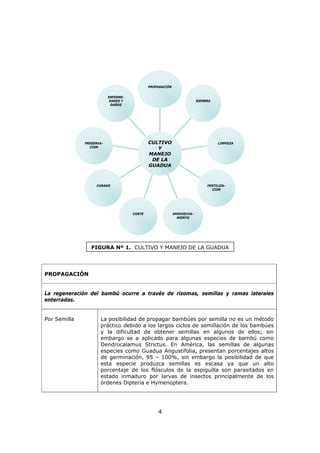 4
PROPAGACIÓN
La regeneración del bambú ocurre a través de rizomas, semillas y ramas laterales
enterradas.
Por Semilla La posibilidad de propagar bambúes por semilla no es un método
práctico debido a los largos ciclos de semillación de los bambúes
y la dificultad de obtener semillas en algunos de ellos; sin
embargo se a aplicado para algunas especies de bambú como
Dendrocalamus Strictus. En América, las semillas de algunas
especies como Guadua Angustifolia, presentan porcentajes altos
de germinación, 95 – 100%, sin embargo la posibilidad de que
esta especie produzca semillas es escasa ya que un alto
porcentaje de los flósculos de la espiguilla son parasitados en
estado inmaduro por larvas de insectos principalmente de los
órdenes Dipteria e Hymenoptera.
ENFERME-
DADES Y
DAÑOS
PRESERVA-
CION
CURADO
CORTE APROVECHA-
MIENTO
FERTILIZA-
CION
LIMPIEZA
SIEMBRA
PROPAGACIÓN
CULTIVO
Y
MANEJO
DE LA
GUADUA
FIGURA Nº 1. CULTIVO Y MANEJO DE LA GUADUA
 
