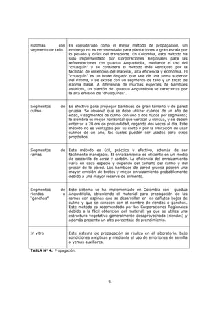 5
Rizomas con
segmento de tallo
Es considerado como el mejor método de propagación, sin
embargo no es recomendado para plantaciones a gran escala por
lo pesado y difícil del transporte. En Colombia, este método ha
sido implementado por Corporaciones Regionales para las
reforestaciones con guadua Angustifolia, mediante el uso del
“chusquín” y se considera el método más ventajoso por la
facilidad de obtención del material, alta eficiencia y economía. El
“chusquín” es un brote delgado que sale de una yema superior
del rizoma, y se extrae con un segmento de tallo y un trozo de
rizoma basal. A diferencia de muchas especies de bambúes
asiáticos, un plantón de guadua Angustifolia se caracteriza por
la alta emisión de “chusquines”.
Segmentos de
culmo
Es efectivo para propagar bambúes de gran tamaño y de pared
gruesa. Se observó que se debe utilizar culmos de un año de
edad, y segmentos de culmo con uno o dos nudos por segmento;
la siembra es mejor horizontal que vertical u oblicua, y se deben
enterrar a 20 cm de profundidad, regando dos veces al día. Este
método no es ventajoso por su costo y por la limitación de usar
culmos de un año, los cuales pueden ser usados para otros
propósitos.
Segmentos de
ramas
Este método es útil, práctico y efectivo, además de ser
fácilmente manejable. El enraizamiento es eficiente en un medio
de cascarilla de arroz y carbón. La eficiencia del enraizamiento
varía en cada especie y depende del tamaño del culmo y del
grosor de la pared. Los bambúes de pared gruesa poseen una
mayor emisión de brotes y mejor enraizamiento probablemente
debido a una mayor reserva de alimento.
Segmentos de
riendas o
“ganchos”
Este sistema se ha implementado en Colombia con guadua
Angustifolia, obteniendo el material para propagación de las
ramas con espinas que se desarrollan en los cañutos bajos de
culmo y que se conocen con el nombre de riendas o ganchos.
Este método es recomendado por las Corporaciones Regionales
debido a la fácil obtención del material, ya que se utiliza una
estructura vegetativa generalmente desaprovechada (riendas) y
además presenta un alto porcentaje de prendimiento.
In vitro Este sistema de propagación se realiza en el laboratorio, bajo
condiciones asépticas y mediante el uso de embriones de semilla
o yemas auxiliares.
TABLA Nº 4. Propagación.
 