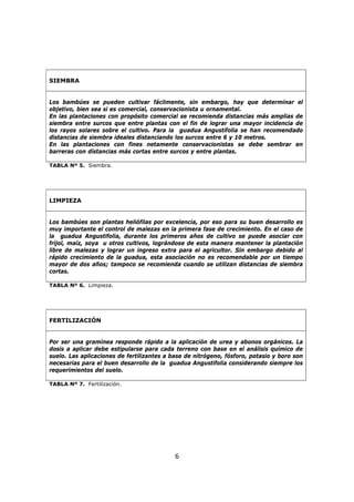 6
SIEMBRA
Los bambúes se pueden cultivar fácilmente, sin embargo, hay que determinar el
objetivo, bien sea si es comercial, conservacionista u ornamental.
En las plantaciones con propósito comercial se recomienda distancias más amplias de
siembra entre surcos que entre plantas con el fin de lograr una mayor incidencia de
los rayos solares sobre el cultivo. Para la guadua Angustifolia se han recomendado
distancias de siembra ideales distanciando los surcos entre 6 y 10 metros.
En las plantaciones con fines netamente conservacionistas se debe sembrar en
barreras con distancias más cortas entre surcos y entre plantas.
TABLA Nº 5. Siembra.
LIMPIEZA
Los bambúes son plantas heliófilas por excelencia, por eso para su buen desarrollo es
muy importante el control de malezas en la primera fase de crecimiento. En el caso de
la guadua Angustifolia, durante los primeros años de cultivo se puede asociar con
fríjol, maíz, soya u otros cultivos, lográndose de esta manera mantener la plantación
libre de malezas y lograr un ingreso extra para el agricultor. Sin embargo debido al
rápido crecimiento de la guadua, esta asociación no es recomendable por un tiempo
mayor de dos años; tampoco se recomienda cuando se utilizan distancias de siembra
cortas.
TABLA Nº 6. Limpieza.
FERTILIZACIÓN
Por ser una gramínea responde rápido a la aplicación de urea y abonos orgánicos. La
dosis a aplicar debe estipularse para cada terreno con base en el análisis químico de
suelo. Las aplicaciones de fertilizantes a base de nitrógeno, fósforo, potasio y boro son
necesarias para el buen desarrollo de la guadua Angustifolia considerando siempre los
requerimientos del suelo.
TABLA Nº 7. Fertilización.
 
