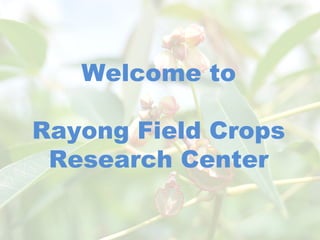 Welcome to
Rayong Field Crops
Research Center
 