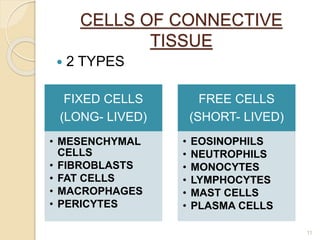 CELLS OF CONNECTIVE
TISSUE
 2 TYPES
FIXED CELLS
(LONG- LIVED)
• MESENCHYMAL
CELLS
• FIBROBLASTS
• FAT CELLS
• MACROPHAGES
• PERICYTES
FREE CELLS
(SHORT- LIVED)
• EOSINOPHILS
• NEUTROPHILS
• MONOCYTES
• LYMPHOCYTES
• MAST CELLS
• PLASMA CELLS
11
 