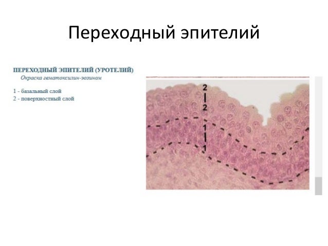 Барьеры гистология. Барьеры гистология