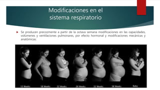 Modificaciones en el
sistema respiratorio
 Se producen precozmente a partir de la octava semana modificaciones en las capacidades,
volúmenes y ventilaciones pulmonares, por efecto hormonal y modificaciones mecánicas y
anatómicas:
 