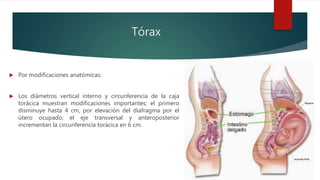 Tórax
 Por modificaciones anatómicas:
 Los diámetros vertical interno y circunferencia de la caja
torácica muestran modificaciones importantes; el primero
disminuye hasta 4 cm, por elevación del diafragma por el
útero ocupado; el eje transversal y anteroposterior
incrementan la circunferencia torácica en 6 cm.
 