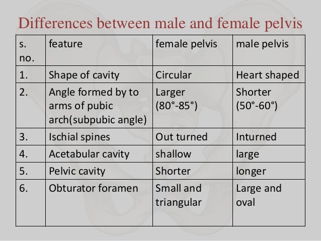 Female pelvis