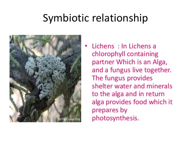 what is symbiotic mode of nutrition