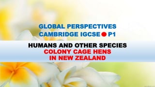 HUMANS AND OTHER SPECIES
COLONY CAGE HENS
IN NEW ZEALAND
GLOBAL PERSPECTIVES
CAMBRIDGE IGCSE P1
 