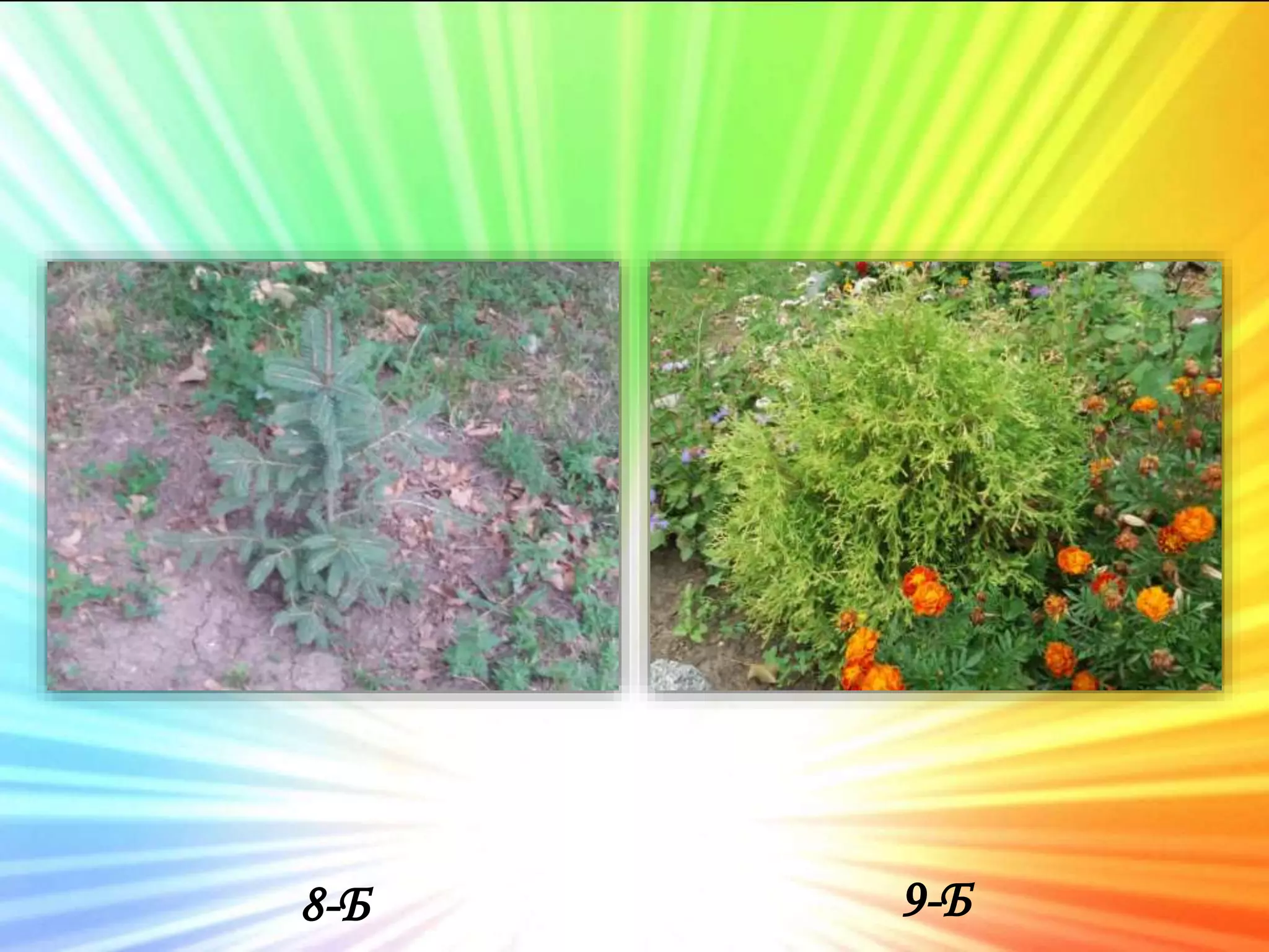 8-Б 9-Б
 