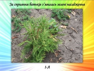 За сприяння батьків з’явились зелені насадження
1-А
 