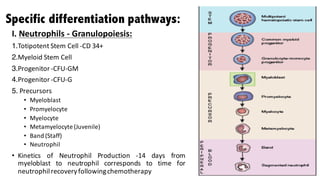 Specific differentiation pathways:
I. Neutrophils - Granulopoiesis:
1.Totipotent Stem Cell -CD 34+
2.Myeloid Stem Cell
3.Progenitor-CFU-GM
4.Progenitor-CFU-G
5. Precursors
• Myeloblast
• Promyelocyte
• Myelocyte
• Metamyelocyte (Juvenile)
• Band (Staff)
• Neutrophil
• Kinetics of Neutrophil Production -14 days from
myeloblast to neutrophil corresponds to time for
neutrophilrecoveryfollowingchemotherapy
 