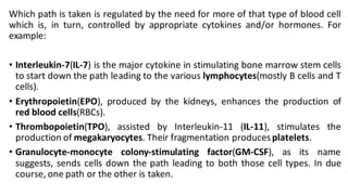 Which path is taken is regulated by the need for more of that type of blood cell
which is, in turn, controlled by appropriate cytokines and/or hormones. For
example:
• Interleukin-7(IL-7) is the major cytokine in stimulating bone marrow stem cells
to start down the path leading to the various lymphocytes(mostly B cells and T
cells).
• Erythropoietin(EPO), produced by the kidneys, enhances the production of
red blood cells(RBCs).
• Thrombopoietin(TPO), assisted by Interleukin-11 (IL-11), stimulates the
production of megakaryocytes. Their fragmentation producesplatelets.
• Granulocyte-monocyte colony-stimulating factor(GM-CSF), as its name
suggests, sends cells down the path leading to both those cell types. In due
course, one path or the other is taken.
 