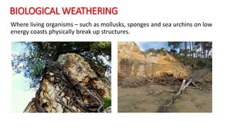 Sub Aerial Processes. Examples A2 CAMBRIDGE GEOGRAPHY: COASTAL ENVIRONMENTS - WAVE, MARINE AND SUB ...