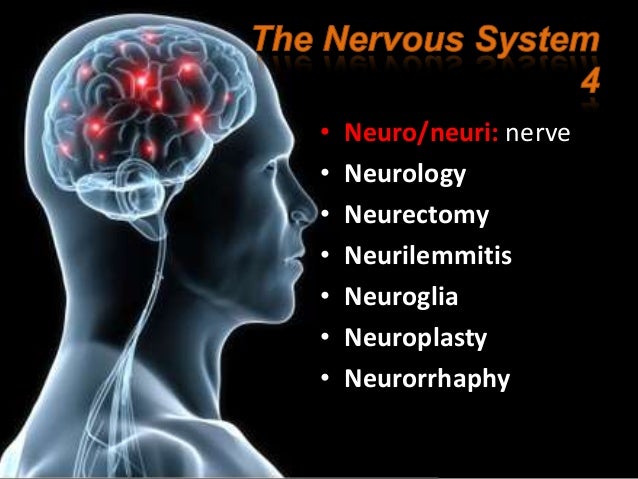 assignment 2.1 nervous system medical terms