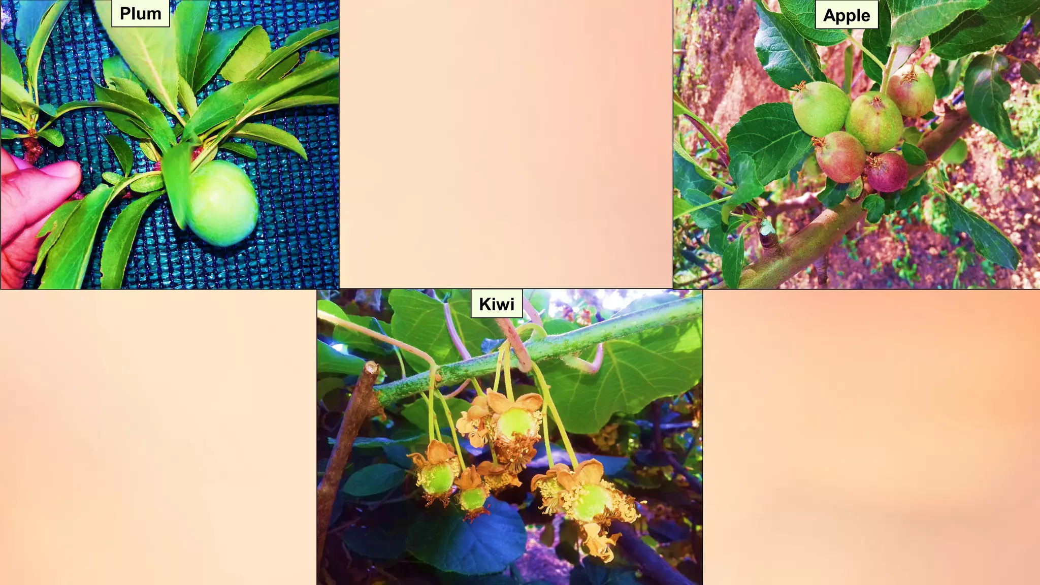 Fruit Development Presentation Fruit set, growth & developmental stages of various fruits | PPT