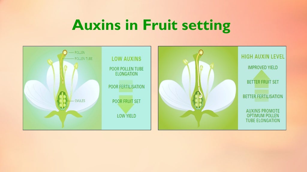 Fruit set, growth & developmental stages of various fruits