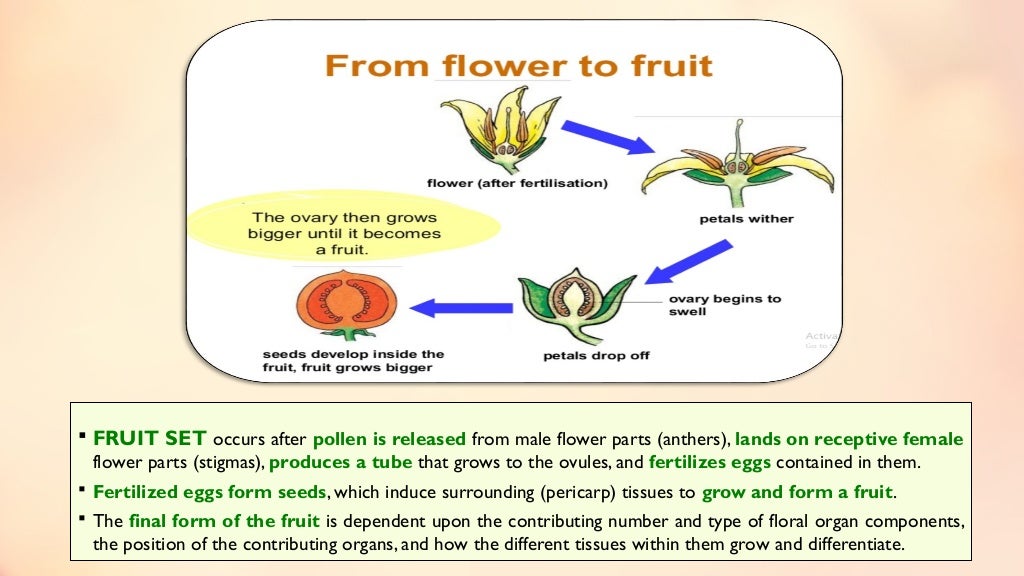 Fruit set, growth & developmental stages of various fruits