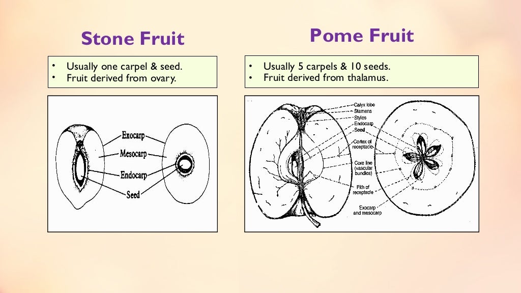 Fruit set, growth & developmental stages of various fruits