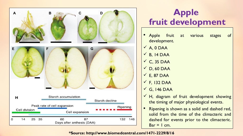 Fruit set, growth & developmental stages of various fruits