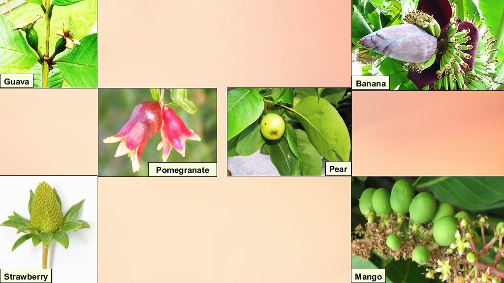 Fruit set, growth & developmental stages of various fruits