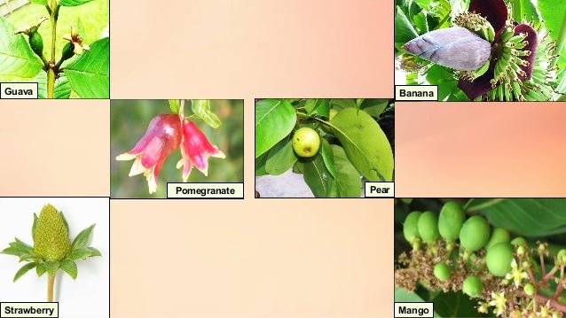 Fruit Set And Development – Fruit set and development in horticultural ...