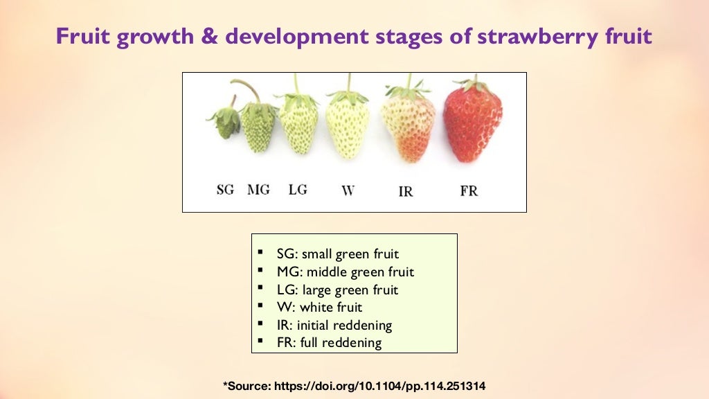 Fruit set, growth & developmental stages of various fruits