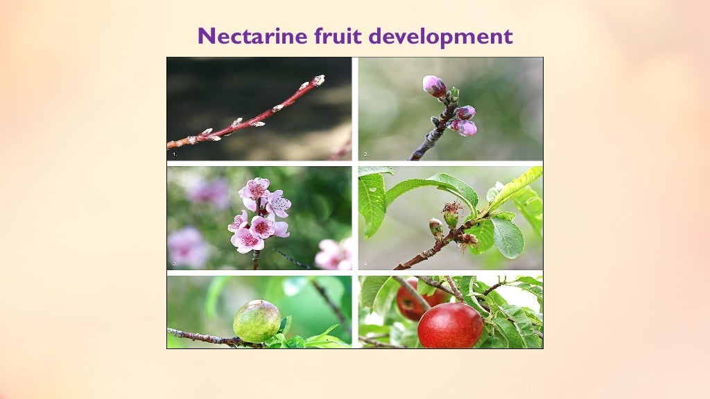 Fruit set, growth & developmental stages of various fruits