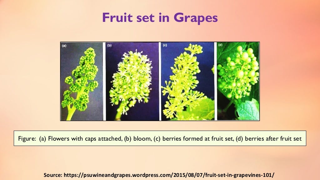 Fruit set, growth & developmental stages of various fruits