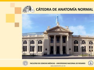 FACULTAD DE CIENCIAS MÉDICAS - UNIVERSIDAD NACIONAL DE ROSARIO
CÁTEDRA DE ANATOMÍA NORMAL
www.anatomia-fcm-unr.net
 