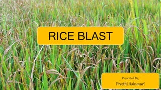 RICE BLAST
Presented By,
Preethi Aakunuri
 