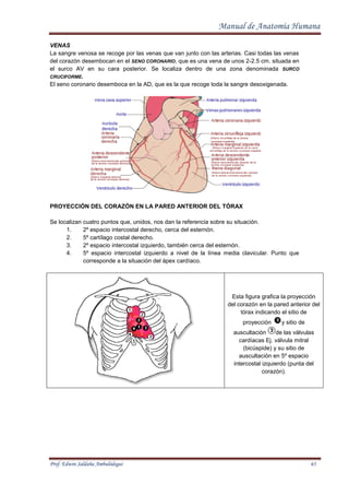 Edwin Vena 01. manual de anatomía humana autor edwin saldana | PDF