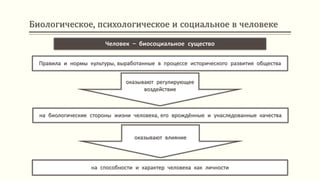 Биологическое, психологическое и социальное в человеке
Человек – биосоциальное существо
Правила и нормы культуры, выработанные в процессе исторического развития общества
на биологические стороны жизни человека, его врождённые и унаследованные качества
на способности и характер человека как личности
оказывают регулирующее
воздействие
оказывают влияние
 